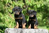 BEAUCERON - PUPPIES 360